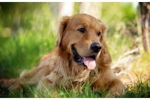 美國寵物經濟大爆發，中國賣家爭相入局