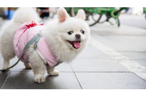 美國寵物市場需求增長強勁，值得賣家關注